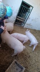 IMG_20240426_103508