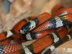 Zoo_2_A_B_2