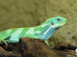 Zoo_2_A_B_3