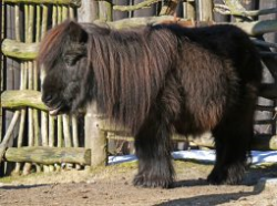 Zoo_2_A_B_6